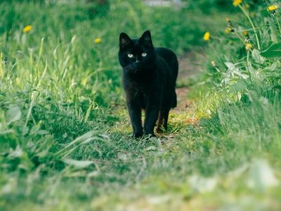 白天绿草上的黑猫